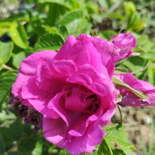 Rugosa Hansa