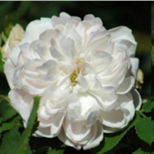 Jacques Cartier blanc